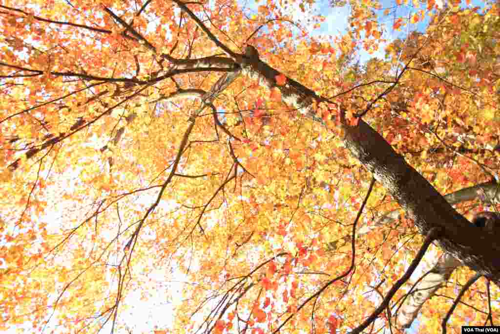 Shenandoah National Park 
