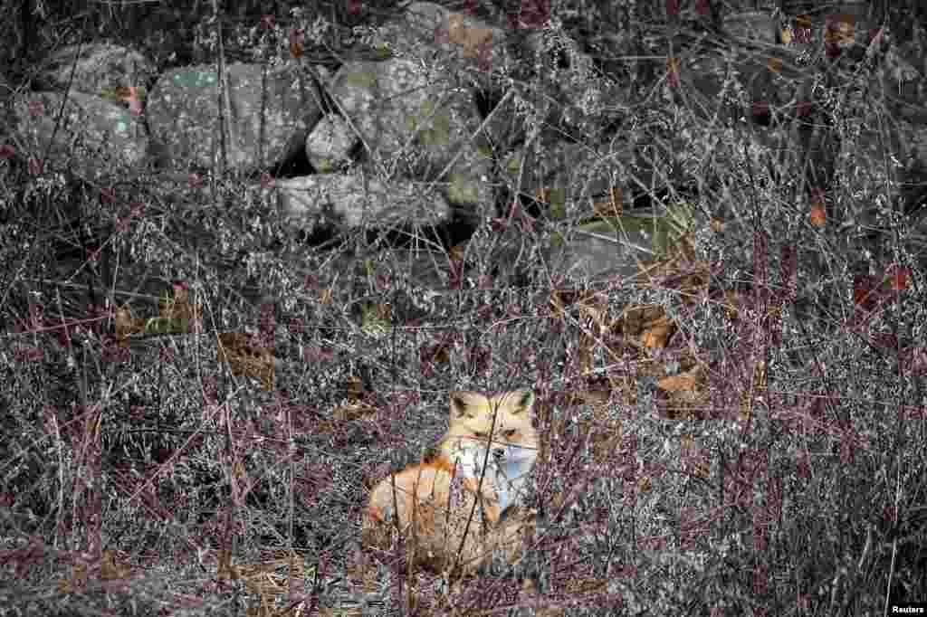 A red fox sits in a field in Hook Mountain State Park in Nyack, New York, Jan. 5, 2020.