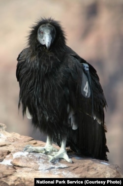 The California Condor. Regarded as one of the rarest birds in the world, it is the largest bird in North America.