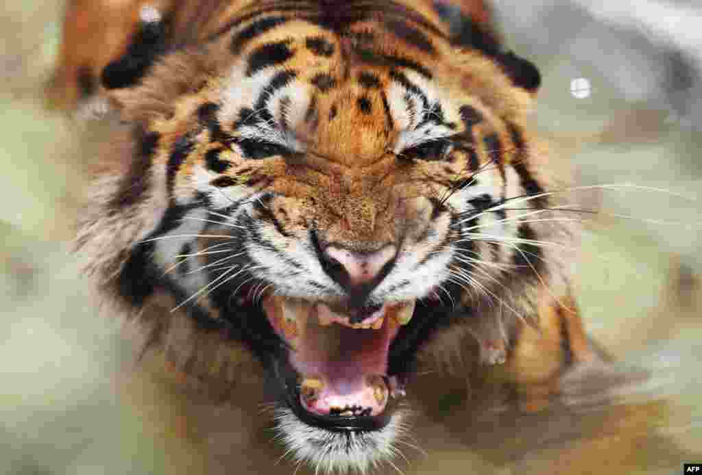A Bengal tiger reacts while cooling off in a pond inside a cage during a hot summer day at Alipore Zoological Garden in Kolkata, India.