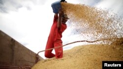 FILE - A worker inspects soybeans during the soy harvest near the town of Campos Lindos, Brazil, Feb. 18, 2018. 