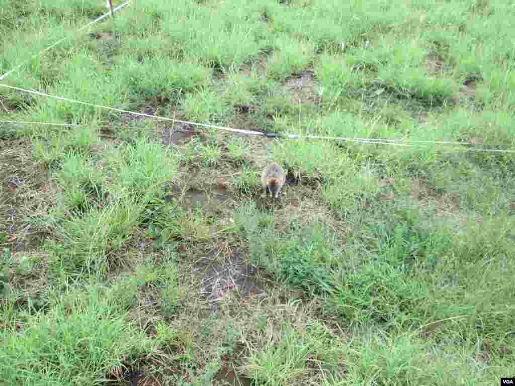 Em alimentação, suplementos nutricionais e cuidados de saúde, a APOPO gasta, por cada animal, 60 euros por ano, o equivalente a 2 580 mil meticais. Moçambique, Março 2014, Francisco Júnior/VOA