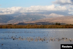 Birds gather in the Hula Nature Park in northern Israel, Nov. 22, 2017.