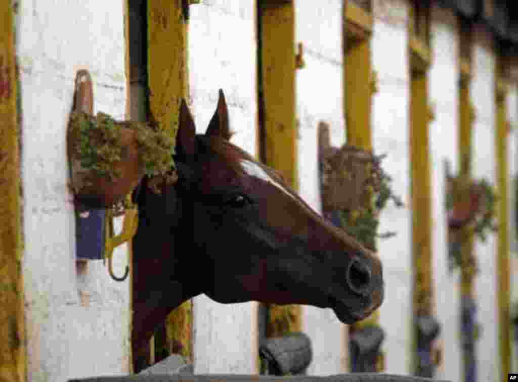 A racehorse looks out of its stable after competing in a race on one of the biggest days in the Kenyan horseracing calendar, in Nairobi January 22, 2012. REUTERS/Goran Tomasevic (KENYA - Tags: SOCIETY ANIMALS TPX IMAGES OF THE DAY)
