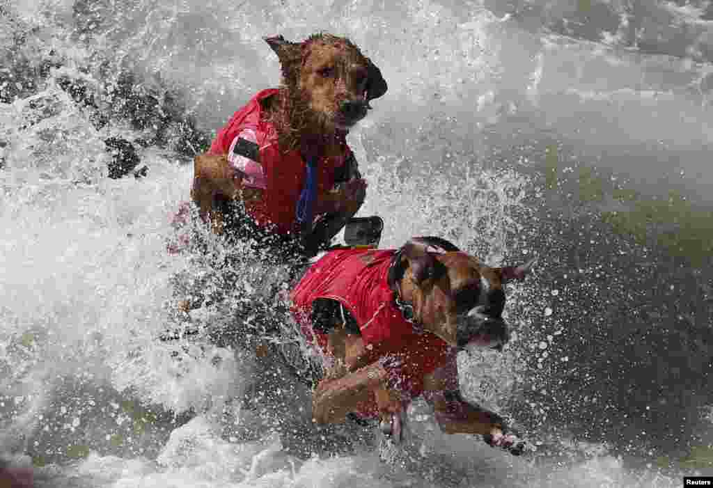 Quebrando as ondas no concurso anual de surf para cães, 6ª edição, Huntington Beach, California Set. 28, 2014
