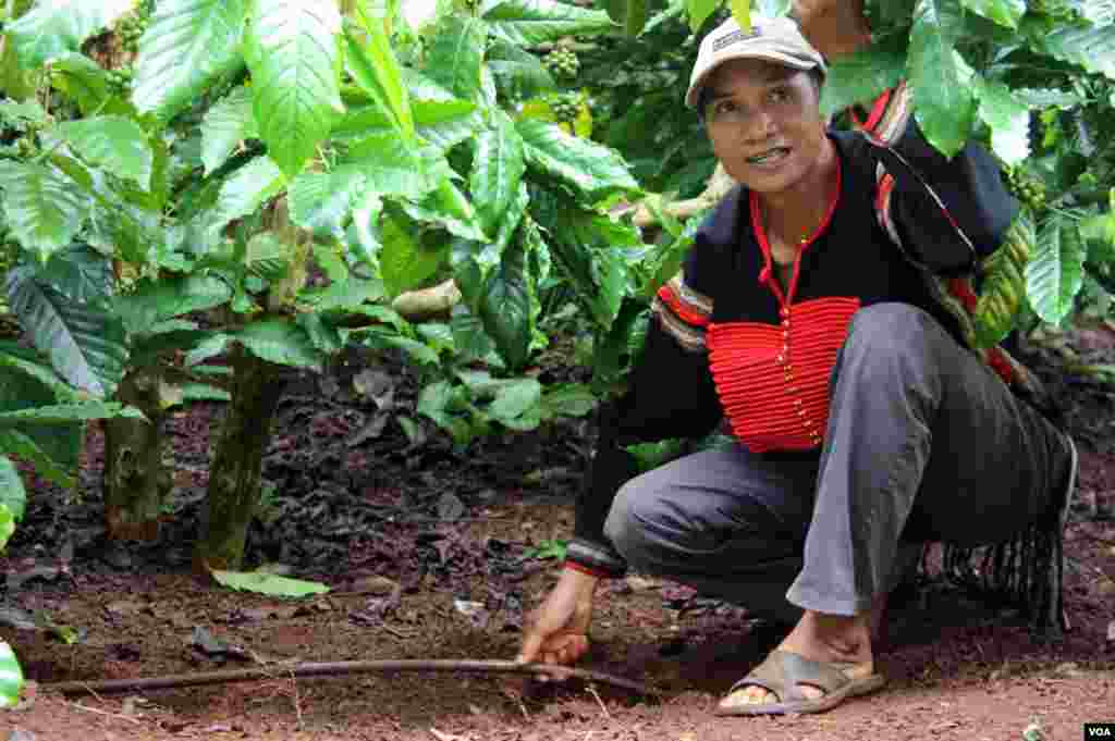 Petani Ma Chuong memperlihatkan sistem irigasi perkebunan. (D. Schearf/VOA)