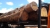Des grumes de bois destinées à l’exportation à Yaoundé, le 17 novembre 2019. (VOA/Emmanuel Jules Ntap)