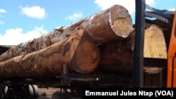 Des grumes de bois destinées à l’exportation à Yaoundé, le 17 novembre 2019. (VOA/Emmanuel Jules Ntap)