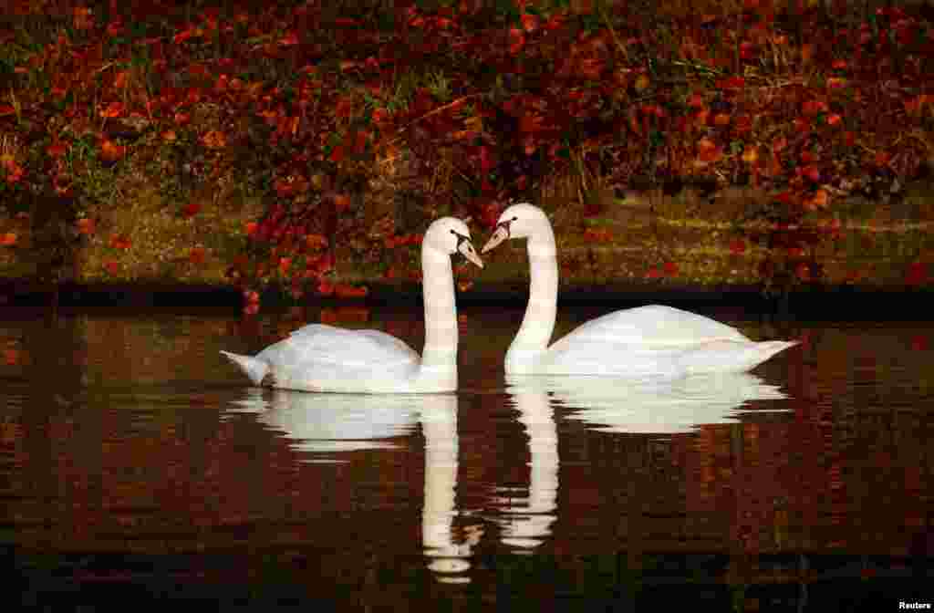 Two swans swim in the canal in Thun-Leveque, France.