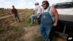 After stringent state immigration laws took effect, sweet potato farmer Casey Smith, right, is short on temporary laborers, Cullman, Ala., Sept. 29, 2011.