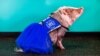 Therapy Pig Brings Relief to Stressed Travelers