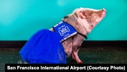 LiLou the pig helps travelers relax at the San Francisco airport.