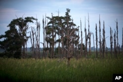 This July 16, 2017, photo shows a "ghost forest" near the Savannah River in Port Wentworth, Georgia. Rising sea levels are killing trees along vast swaths of the North American coast by inundating them in salt water.