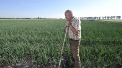 A farmer in his onion field in western Germany