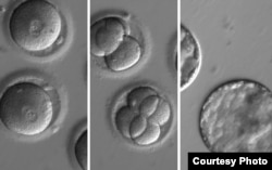 This sequence of images shows the development of embryos after co-injection of a gene-correcting enzyme and sperm