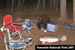 In this 2010 photo provided by Yosemite National Park, an American black bear is seen at a campground.