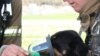 Pet Oxygen Masks Save Animal Lives