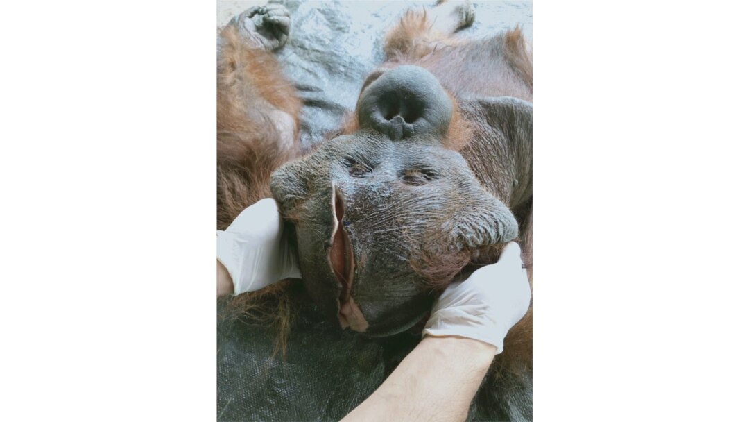 Orangutan Kalimantan jantan berusia 25 tahun yang terluka karena sayatan senjata tajam saat mendapatkan perawatan medis dari tim dokter BKSDA Kalteng. (Courtesy: BKSDA Kalteng).