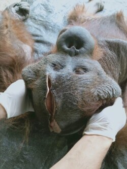 Orangutan Kalimantan jantan berusia 25 tahun yang terluka karena sayatan senjata tajam saat mendapatkan perawatan medis dari tim dokter BKSDA Kalteng. (Courtesy: BKSDA Kalteng).