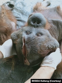 Orangutan Kalimantan jantan berusia 25 tahun yang terluka karena sayatan senjata tajam saat mendapatkan perawatan medis dari tim dokter BKSDA Kalteng. (Courtesy: BKSDA Kalteng).