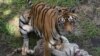 Une employée de zoo tuée par un tigre à Benidorm, en Espagne