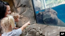 In this Tuesday, June 26, 2018, photo, Fiona, a baby Nile Hippopotamus sleeps as visitors stop by her enclosure at the Cincinnati Zoo & Botanical Garden in Cincinnati.