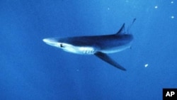 Les requins, particulièrement menacés par la surpêche (AP Photo/National Marine Fisheries Service, File)