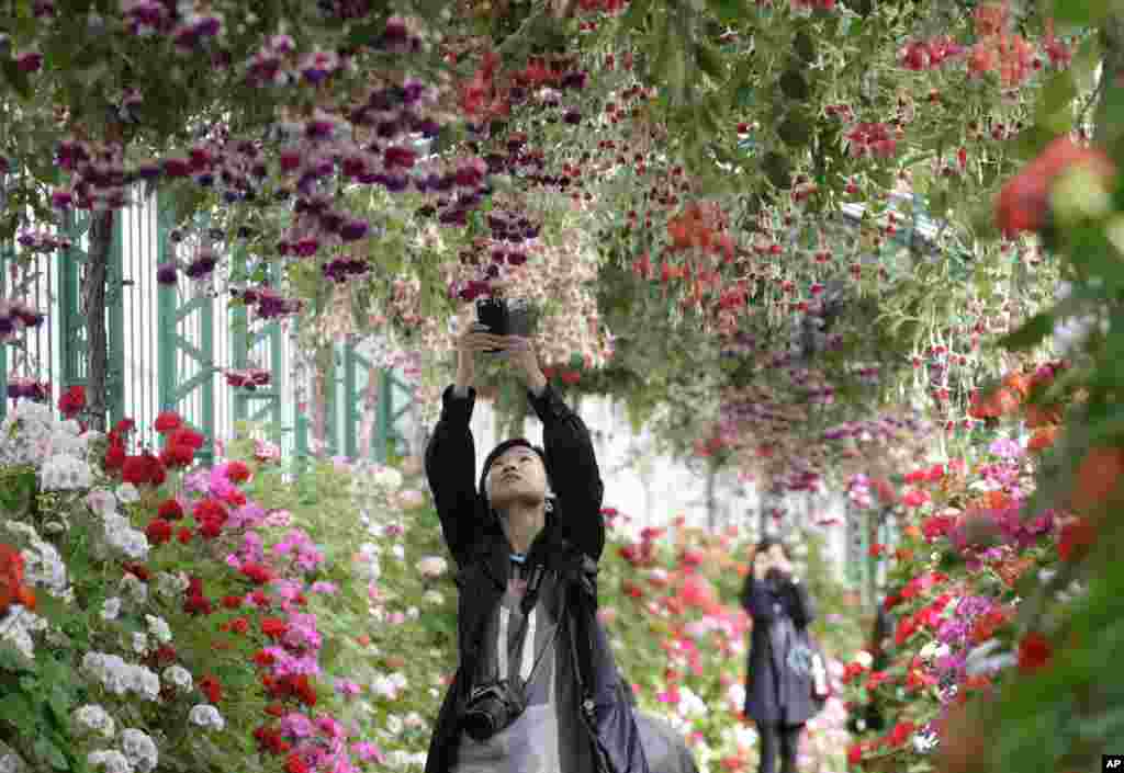 A visitor takes a picture in one of the greenhouses of the Royal Palace in Laeken, near Brussels, Belgium. The Royal Greenhouses open once a year to the public for a blooming extravaganza of 5,000 plants including giant ferns and exotic trees, some 250 years old.