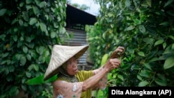 A farmer picks peppercorns at a village which is feared will be affected by the expansion of Asia Pulp & Paper, a company part of the Indonesian corporation Sinarmas, in West Bangka, Indonesia.