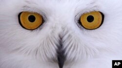 A snowy owl stares prior being released along the shore of Duxbury Beach in Duxbury, Mass., Dec. 14, 2017. 