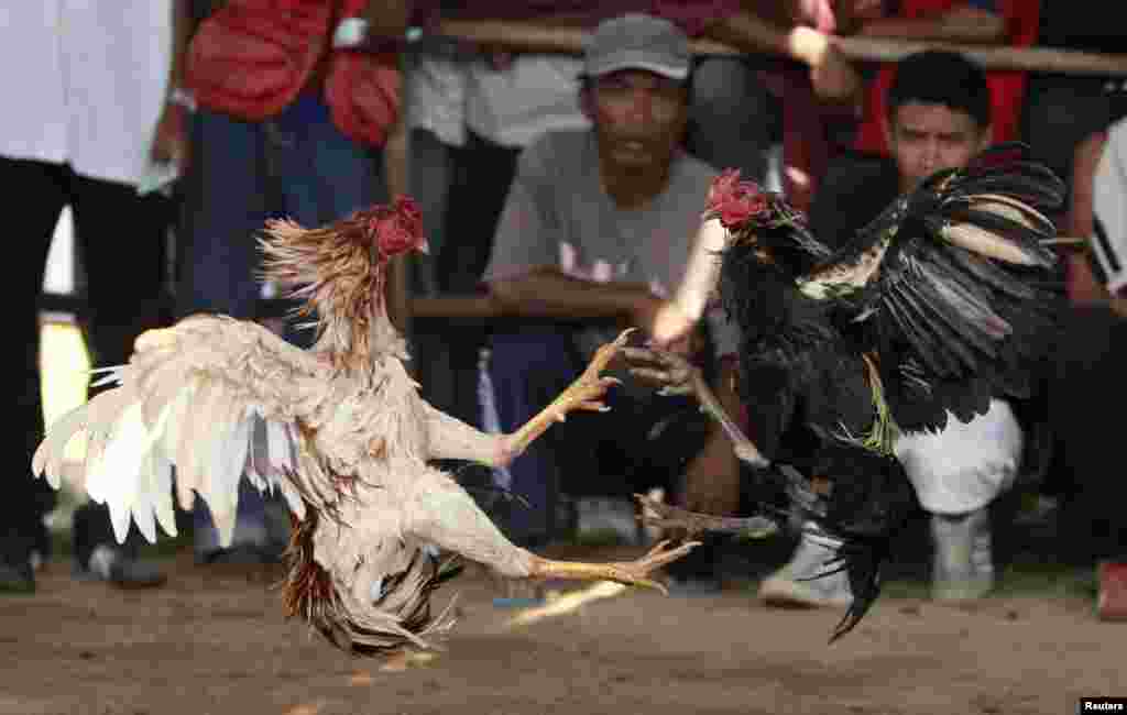  بہت سے لوگ مرغوں کو لڑائی کے لیے اپنے ساتھ لے کر آتے ہیں۔