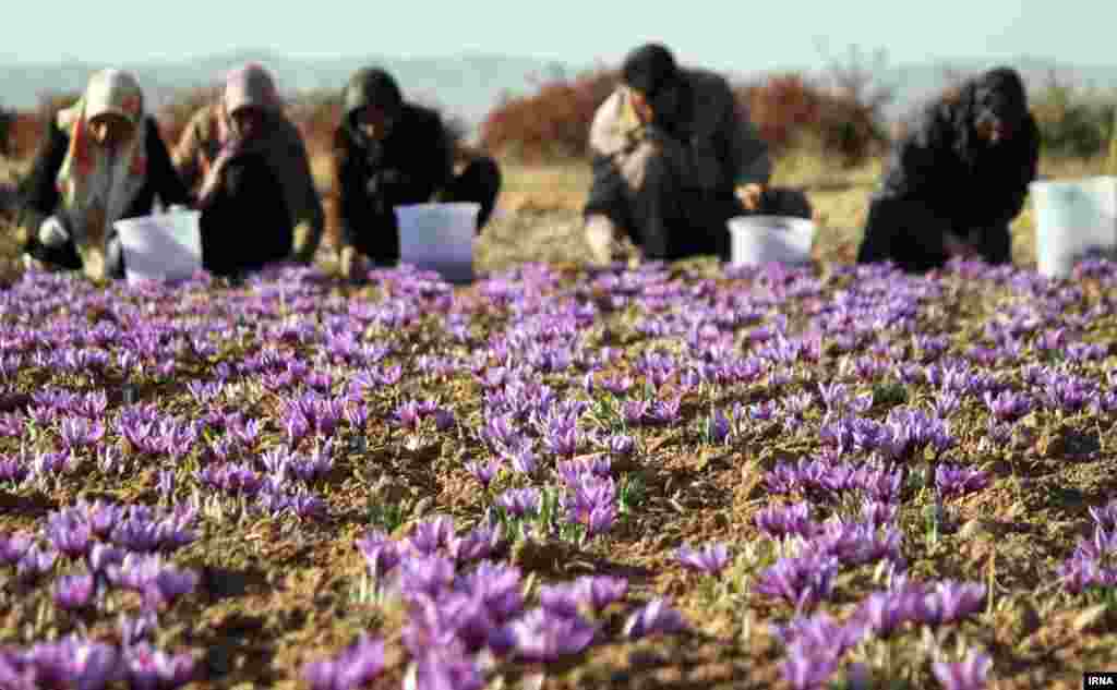 برداشت زعفران از زمین های زیر کشت در قاینات در خراسان جنوبی