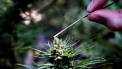 Quiz - Marijuana Growers Turn to Hemp to Fight Oversupply