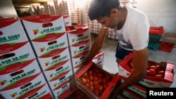 A worker arranges boxes of tomatoes at a warehouse near Alexandria, southern Romania, Aug. 20, 2014. 