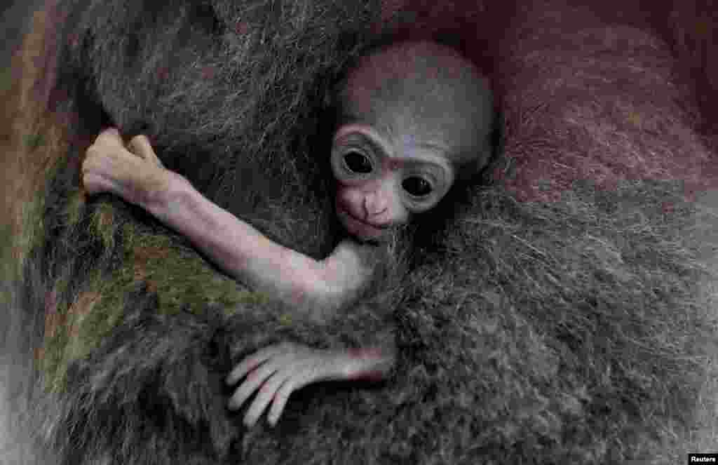 체코 공화국의 프라하 동물원에서 멸종위기에 처한 은색긴팔원숭이 새끼가 엄마 품에 안겨있다.