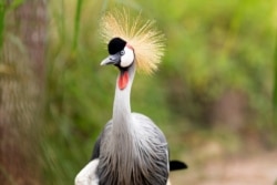 A grey crowned crane is seen at the Umusambi Village.
