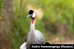 A grey crowned crane is seen at the Umusambi Village.