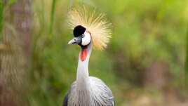 A grey crowned crane is seen at the Umusambi Village.