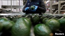 Employees remove stalks from avocados in the Global Fruit Packing Company in Uruapan, in Michoacan state, Mexico, Jan. 31, 2017.