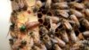 US Scientists: Honeybees Show Improvement After Bad Year