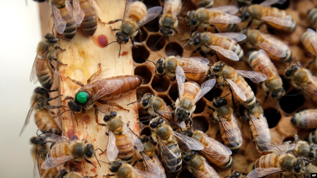 In this Aug. 7, 2019, file photo, the queen bee (marked in green) and worker bees move around a hive at the Veterans Affairs in Manchester, N.H. (AP Photo/Elise Amendola, File)