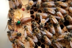 In this Aug. 7, 2019, file photo, the queen bee (marked in green) and worker bees move around a hive at the Veterans Affairs in Manchester, N.H. (AP Photo/Elise Amendola, File)