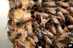 In this Aug. 7, 2019, file photo, the queen bee (marked in green) and worker bees move around a hive at the Veterans Affairs in Manchester, New Hampshire. (AP Photo/Elise Amendola)