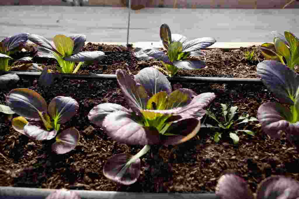 Esta granja puede producir vegetales en cualquier época del año.