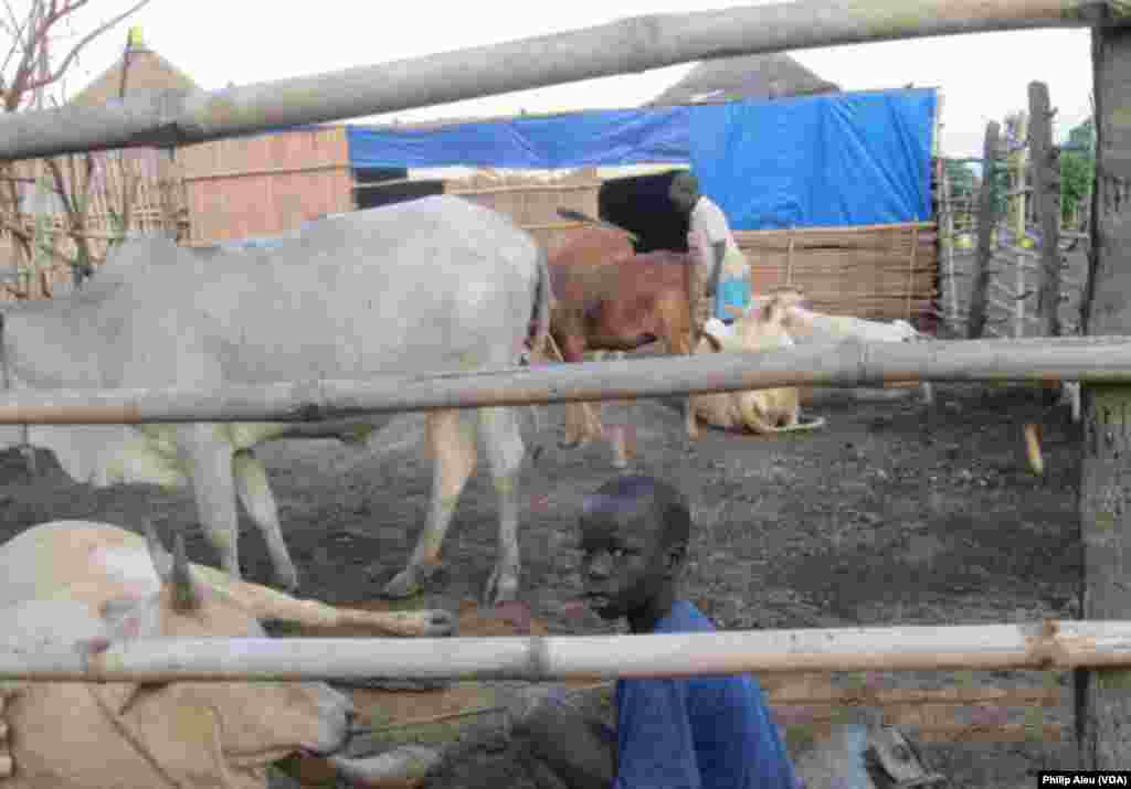 Some children in South Sudan have to give up school because their parents expect them to work in cattle camps like this one.