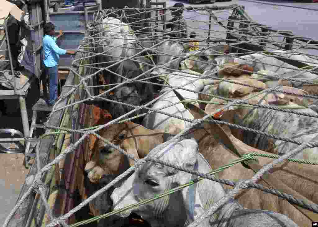 The shipment of cattle imported from Australia is a part of the Indonesian government&#39;s plan to stabilize soaring beef prices before the Eid al-Fitr holiday that marks the end of Ramadan next week. 