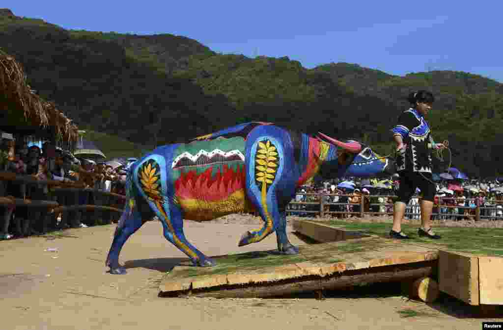 A woman leads her painted buffalo onto a stage during a buffalo bodypainting competition in Jiangcheng county, Yunnan province, China. Artists from eight countries compete for a 100,000 yuan ($16,042) prize reward during the competition, according to local media.