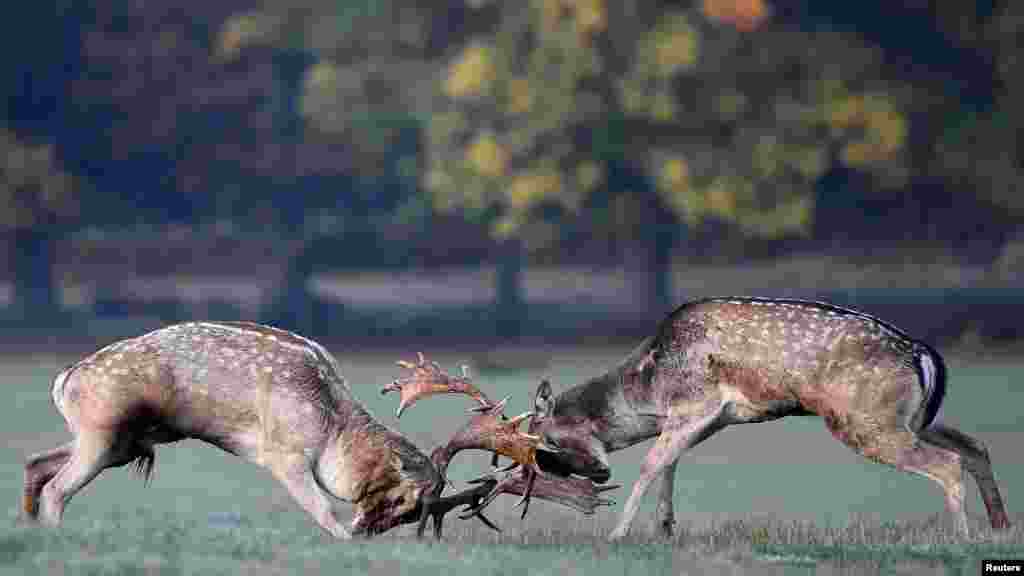 Deer fight during the rutting season in Richmond Park, west London, Britain.