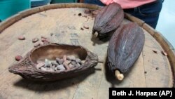 This April 28, 2017 photo shows cacao pods at Raaka Chocolate in the Red Hook section of Brooklyn, New York.