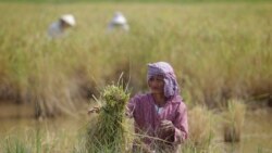 A Cambodian farmer ties a bundle of rice during the rice harvesting season in Trapaing Mean village on the outskirts of Phnom Penh.